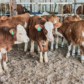 Оригинал fleckvieh симентал