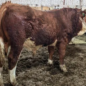 Симентал fleckvieh окуз