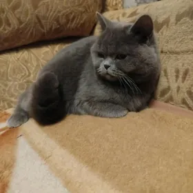 прямоухий шотланка