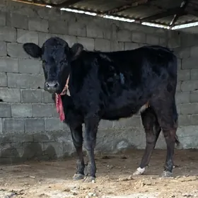 ÇORNI PIÝOSTYR BOGAZ TÜWE