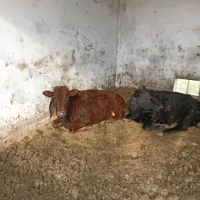 sygyr paroda gulajyn