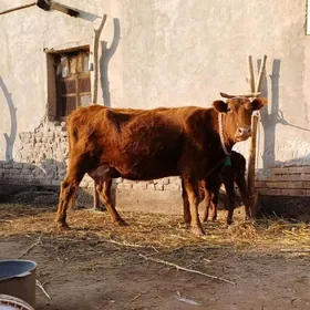 BIR BEDRE SÜÝDLI GÖLELI SYGYR