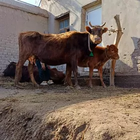 ULY GOLELI SYGYR ICEM