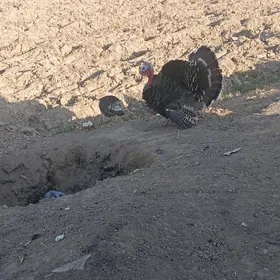 Erkek indukerkek induk