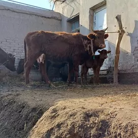 BOWENEMJEKLI GOLELI SYGYR YAS