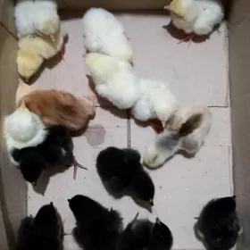 Gigant jüje, Loman Sendi jüje