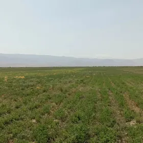 Satlyk Baherden Mulk Yery