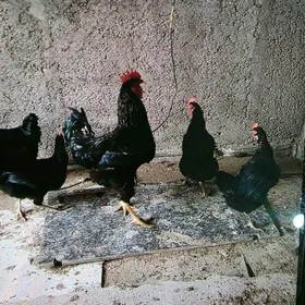 Gara iri towuk horaz yumurtga