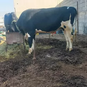 gibirit gylyşdeýin