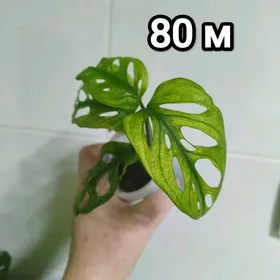 комнатные цветы