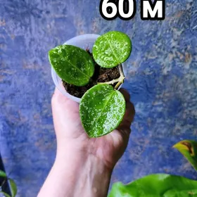 хойи сортовые