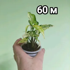 сингониумы