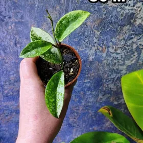 сортовые хойи