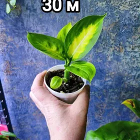 комнатные цветы