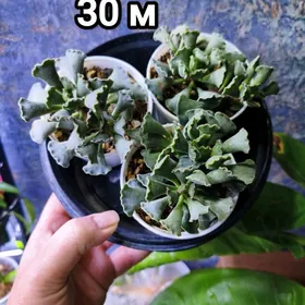 суккуленты