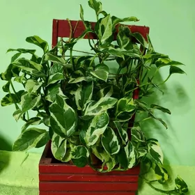 комнатные цветы