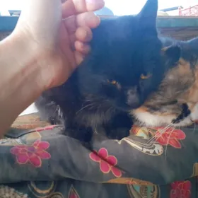 котёнка в добрые руки