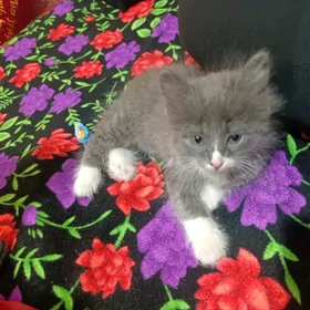 Котенок породистый красивый