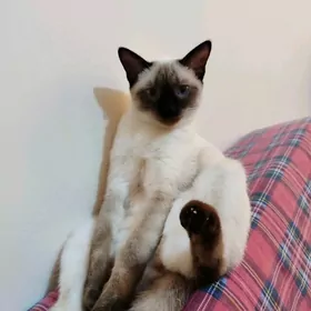 Сиамка в добрые руки