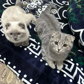 satland pisik вислоухи кошки