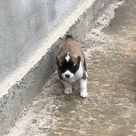 Turkmen alabay it gujik