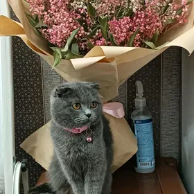 Шотландский вислоухие