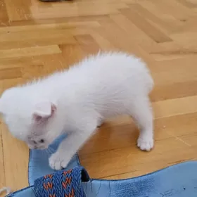 Мальчик беленький