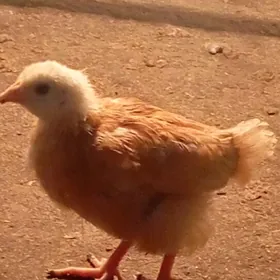 jüýje köneürgenç