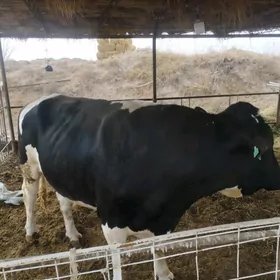 Бакылан окуз