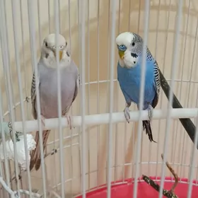 попугаи