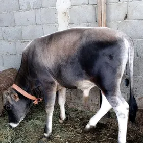 öküz sygyr tuwe 8 baş