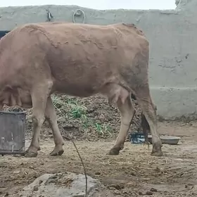 SWES SAGYMLYK BOGAZ SYGYR