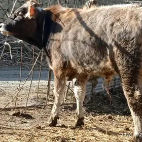 golly,sygyr,okuz,tuwe