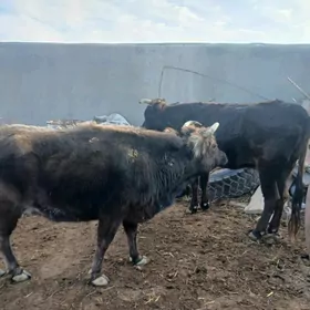 окуз гачарлар сыгыр