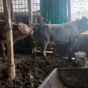 ARGINAL SWES OKUZLER