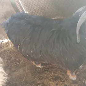 geci teke goyun owec