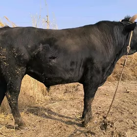 Semiz öküzler, Семиз окузлер.