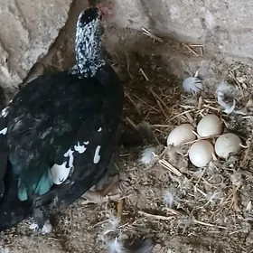 Indutga Ördek induk towuk gus