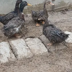 Ördek Indutga gus induk towuk