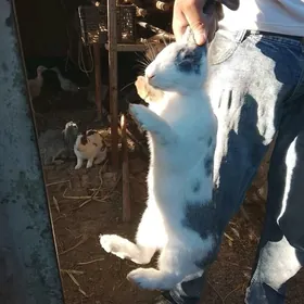 POL WELİKAN ABMEN OT ORÝAN MAT