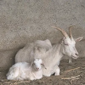 Zanenski owlakly geçi