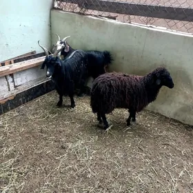 Garaköl işşek.Gysyr Geçi