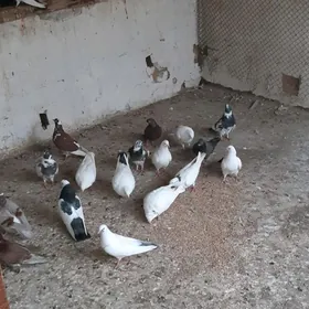 Kepderl  голуби