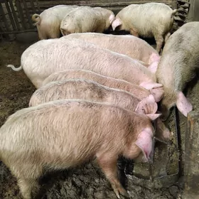 DONUZ JOJUK донуз Марыда