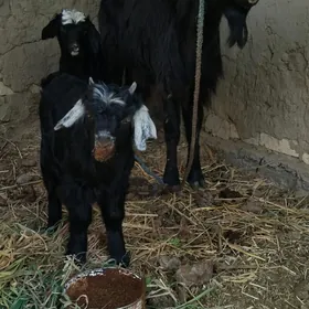 Geçi ekiz owlak beryan