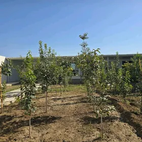 Gokje 16 sotok  Гокже Bagyr