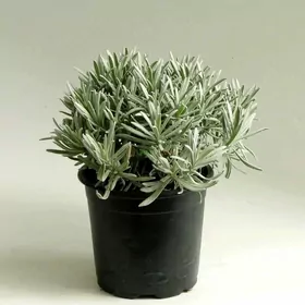 Лаванда, Lawanda