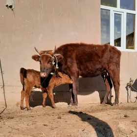 GOLEI SYGYR ATLAK BEYIK MAL