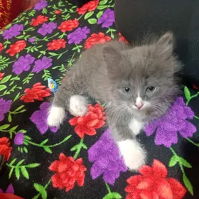 Котенок британский