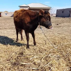 Gaçar bir ýaşap gelýe